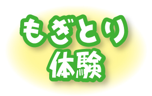 バナナもぎ取り体験