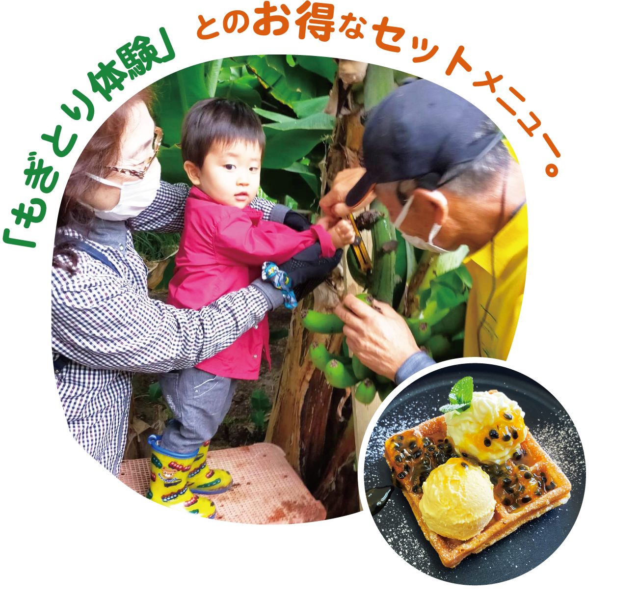 もぎとり体験とワッフルセット