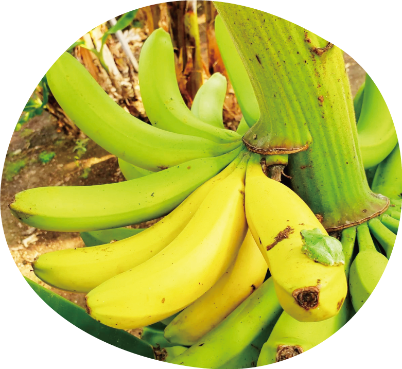 バナナの皮ごと食べられちゃいます。