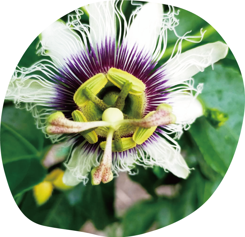 稲沢フルーツ園はバナナ以外にも沢山のフルーツを栽培しています