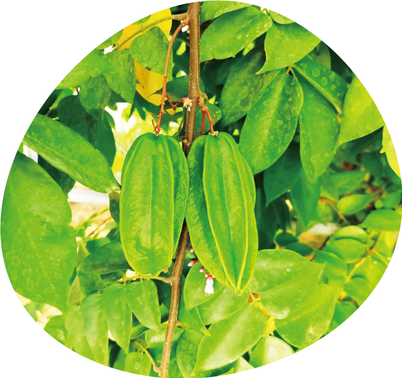 園長の案内でフルーツについて勉強もできちゃう