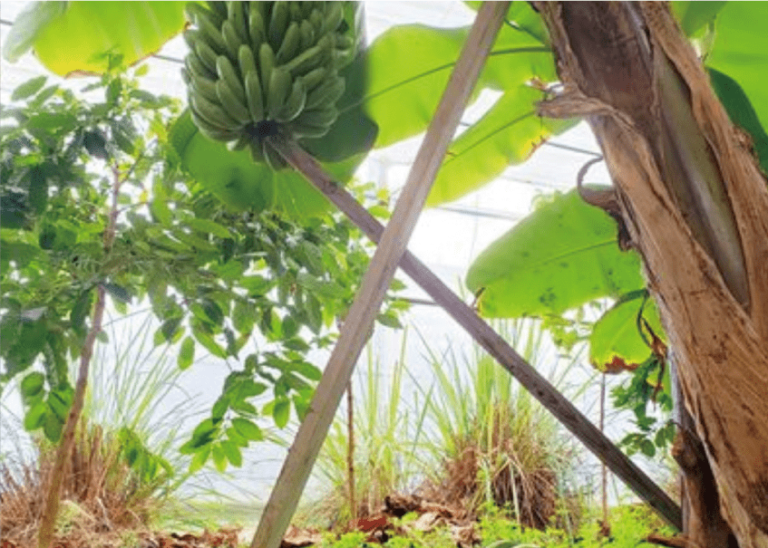 専用ハウスでしっかり品質管理
