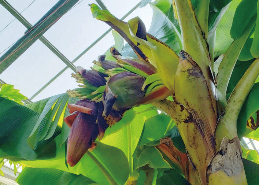 バナナの花