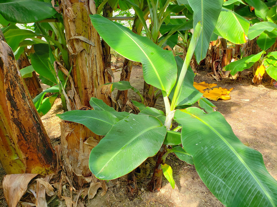 バナナの木の子供（小学生）
