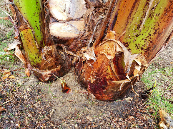 バナナの木の切り株