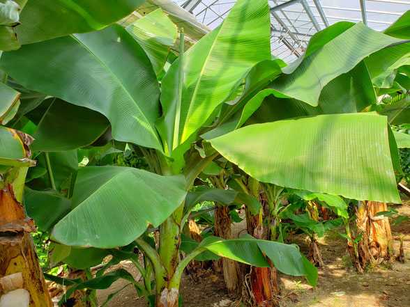 バナナの木の子供（中学生）