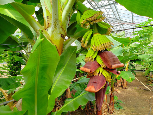 バナナの花蕾②