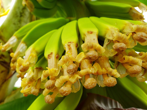 バナナの雌花