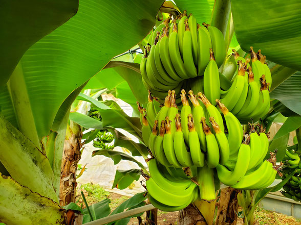 バナナの赤ちゃん（乳児）