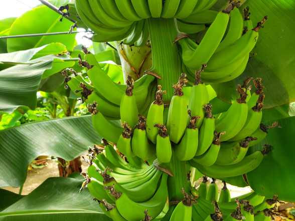 バナナの子供（小学生）