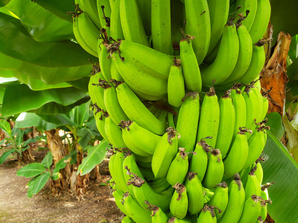 バナナの子供（中学生）