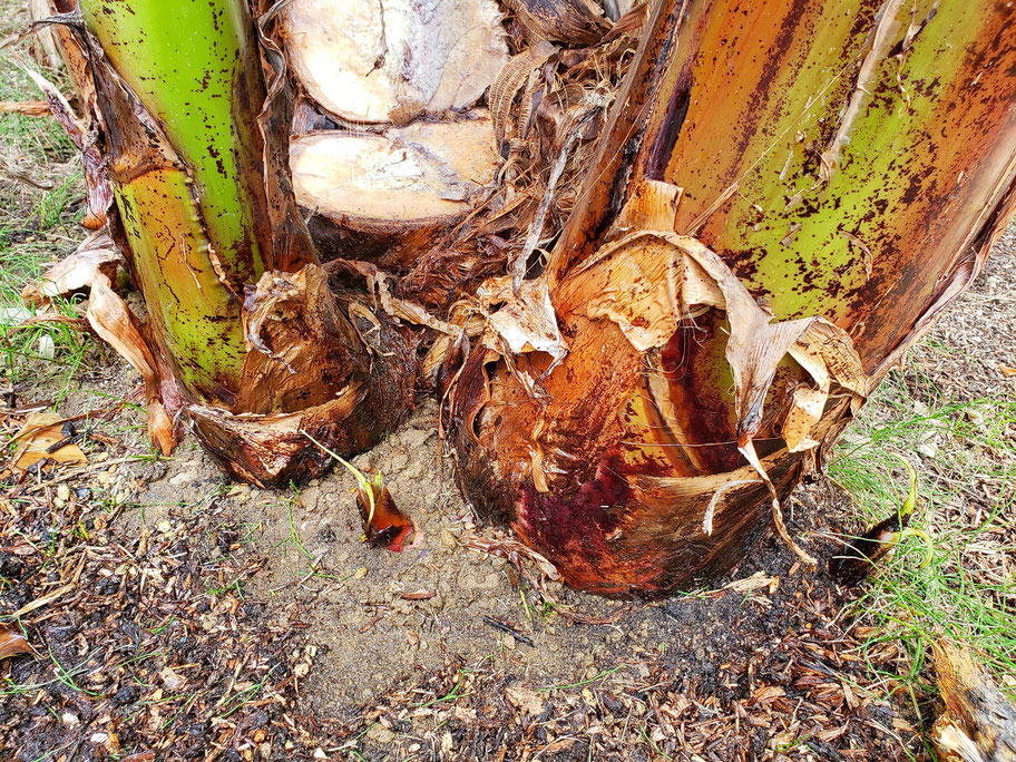 バナナの木の赤ちゃん