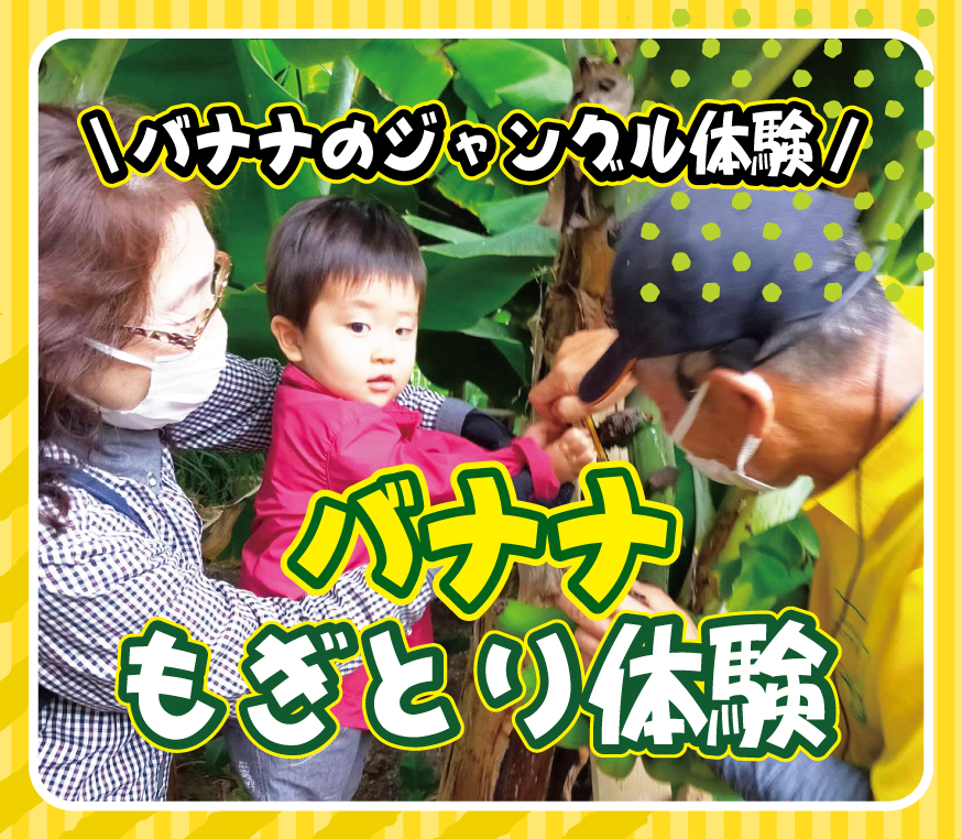 もぎ取り体験、いちご狩り以外のフルーツ狩り