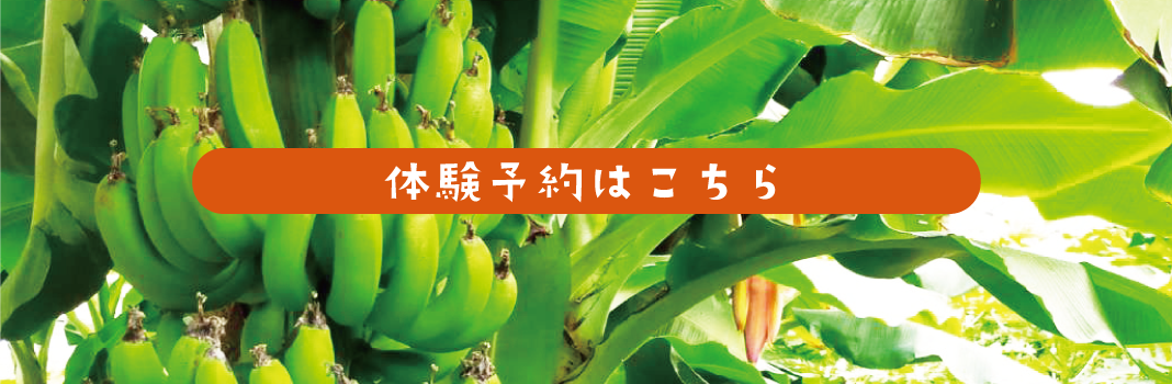 フルーツもぎとり体験