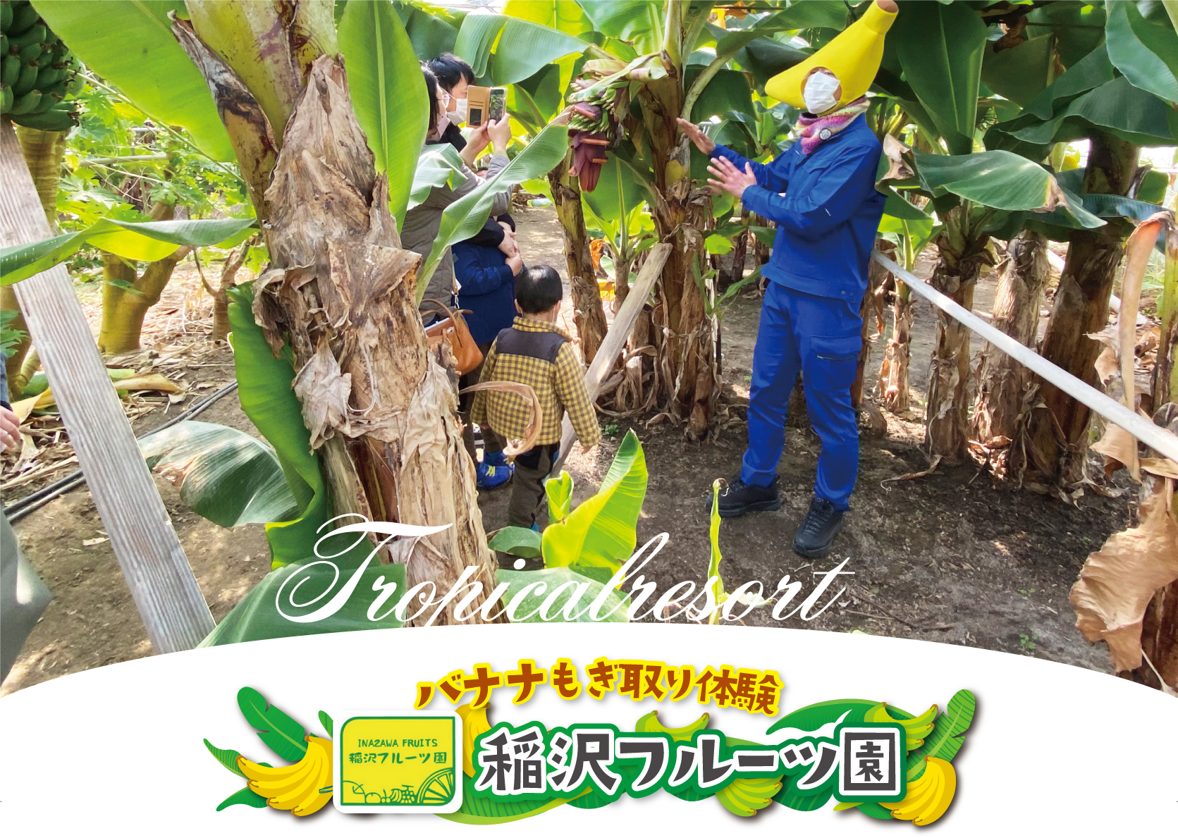 バナナのもぎとり体験