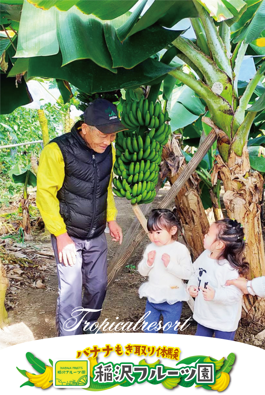 さくらんぼ狩り